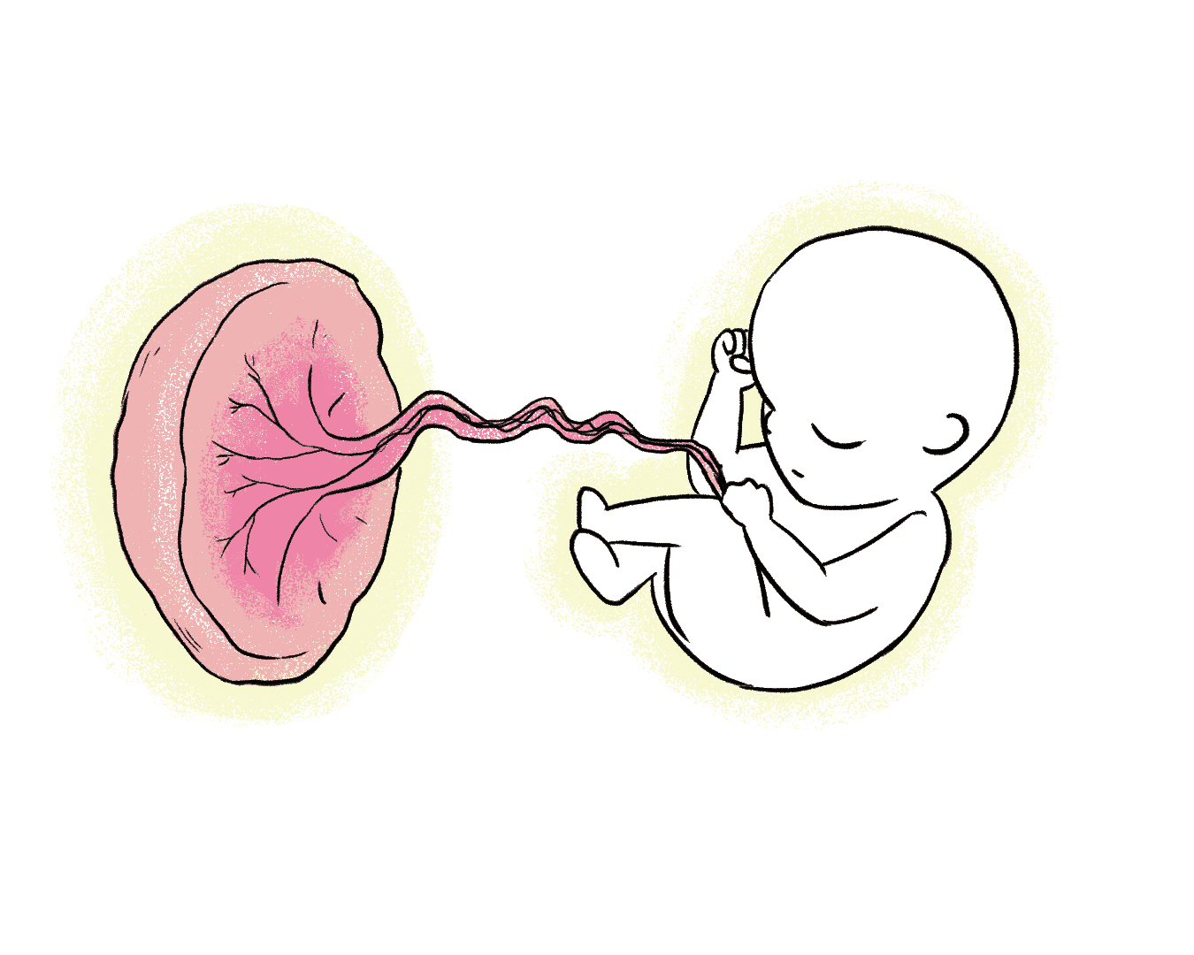 What is placenta? The unsung hero of pregnancy