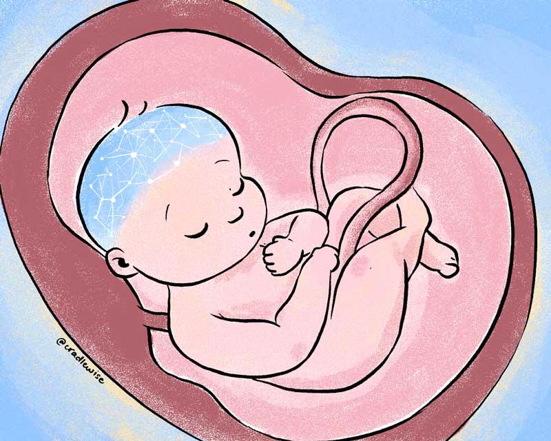 Do babies sleep in the womb?